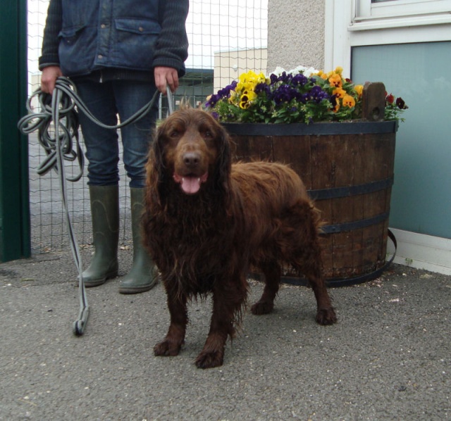 LEON, X Springer mâle marron, 3 ans, dépt 41 10052011