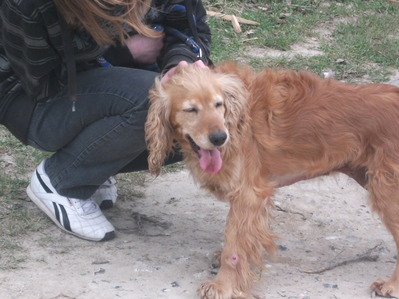 BELLE – femelle cocker golden – 7 ans- dépt 80 Ballad10