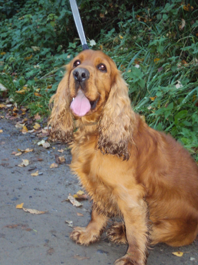 Billy, cocker mâle golden, 4 ans, Liège/Belgique Dsc01312