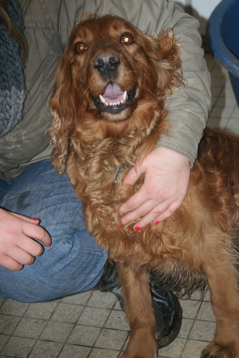 Cocker femelle golden, 7 ans, dépt 59 Dsc05110