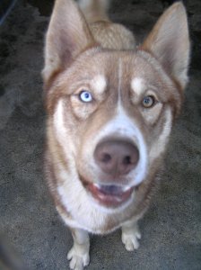 SAIKO sympathique male husky marron (42) 053410