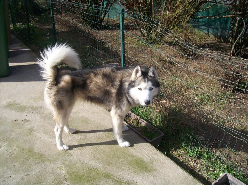 NOEMIE - femelle husky 11 ans - SPPA 80 DECEDEE 10207612