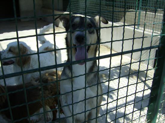 JANA Xhusky 8 ans 1/2 Asso Taiga en FA (81) DECEDE 45639510