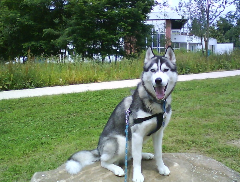 ANGIE - siberian husky femelle - 12 ans - Page 3 Dsc00112