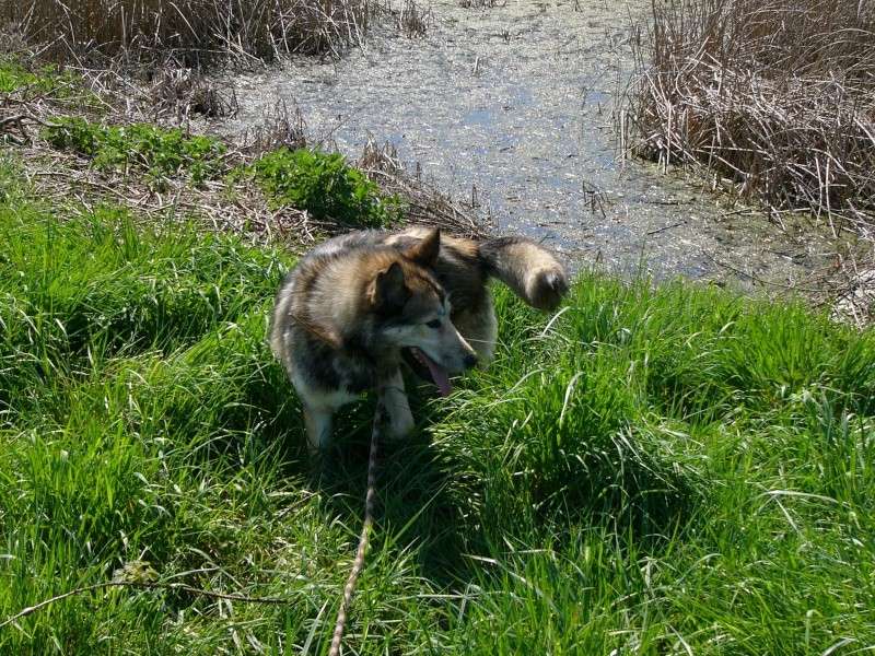 TANIA Femelle X husky une vraie gueule d'ange (77) P1140810