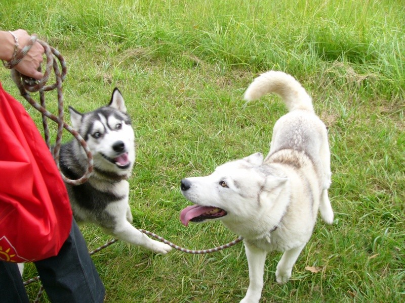 TEXANE une belle fifille husky espiegle et caline (77) P1150415