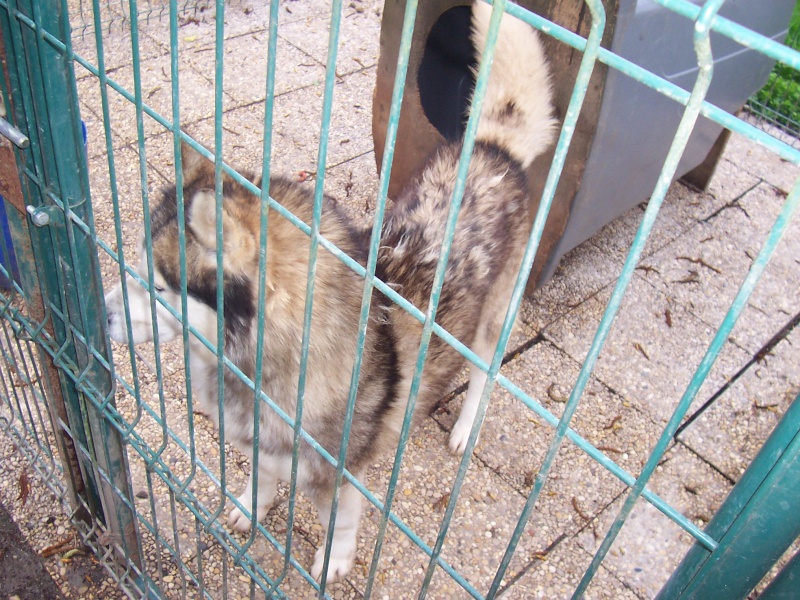 SAPHIR un gentil male husky Photo_15