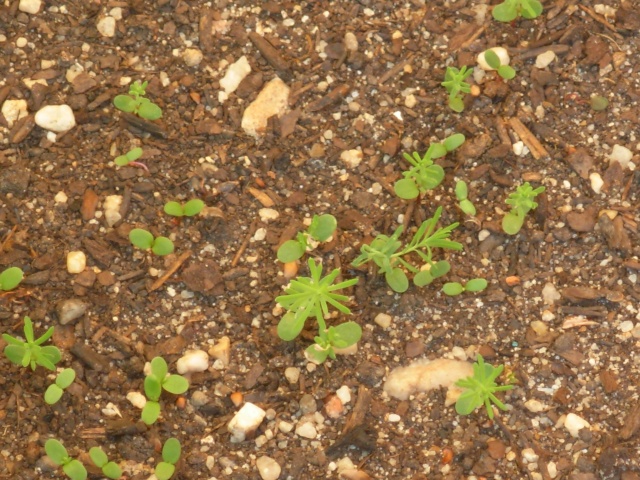 Mes petits semis... Dscn0717