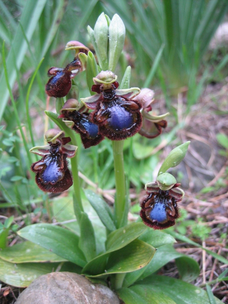 Ophrys speculum ssp. orientalis Ophrys12
