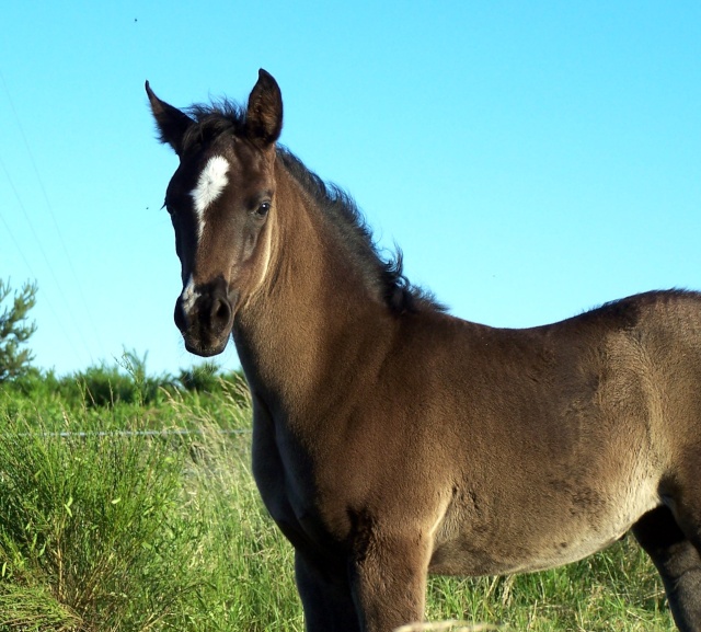 RARE : superbe pouliche arabe NOIRE HOMOZYGOTE par IDRISS du KLINTZ 2012-032