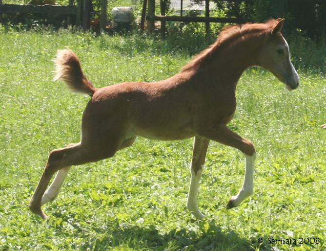 Naissances chez Samsara Arabians Kalili11