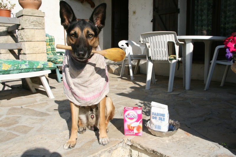 16ème concours les animaux métier Chien_12