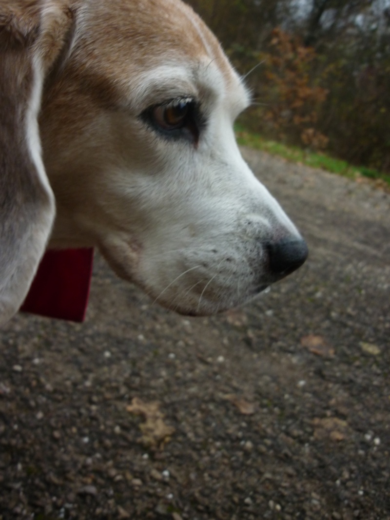 URGENT - TESSY - beagle 11 ans - Refuge de Velaine en Haye (54) 01124