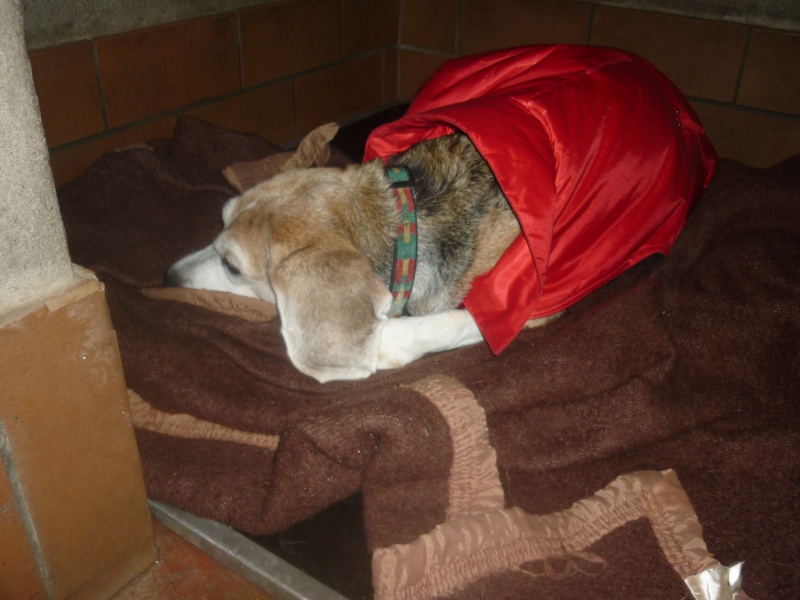 URGENT - TESSY - beagle 11 ans - Refuge de Velaine en Haye (54) 03012