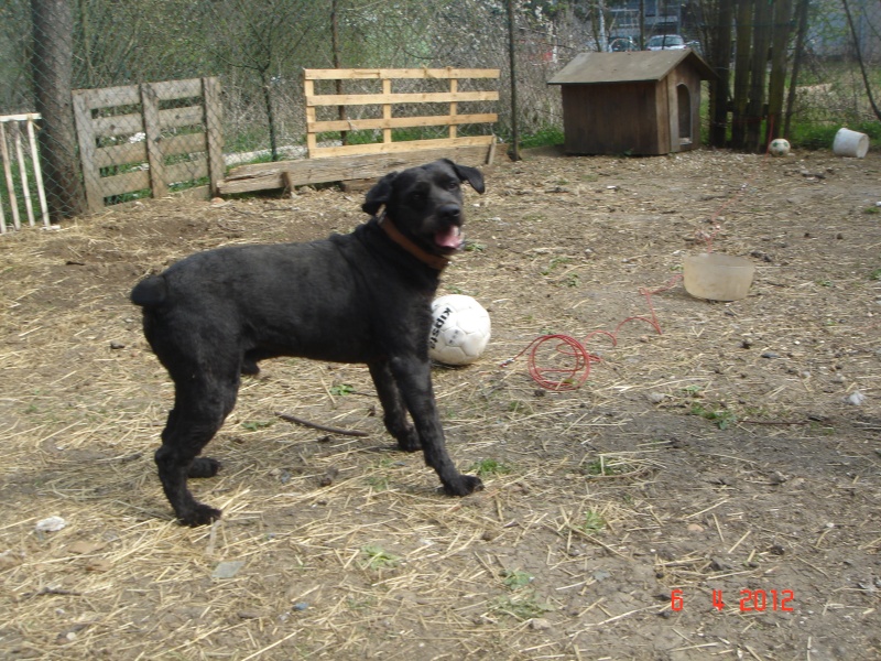 BOOMER x caniche griffon dlaiss depuis + de 5 ans ds terra 3_210