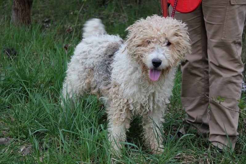 BOB - fox terrier 7 ans - Refuge Spa de Thierville (55) Bob_0710