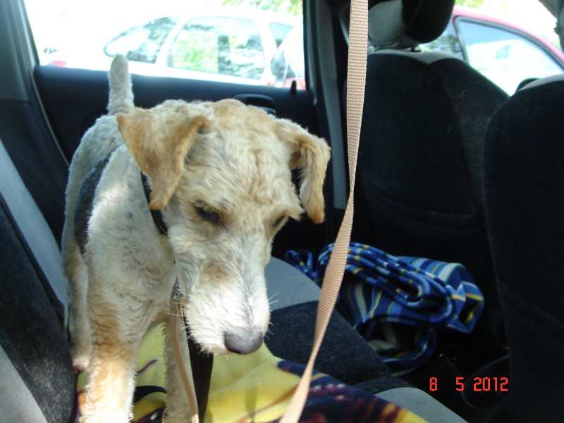 BOB - fox terrier 7 ans - Refuge Spa de Thierville (55) Dsc09611