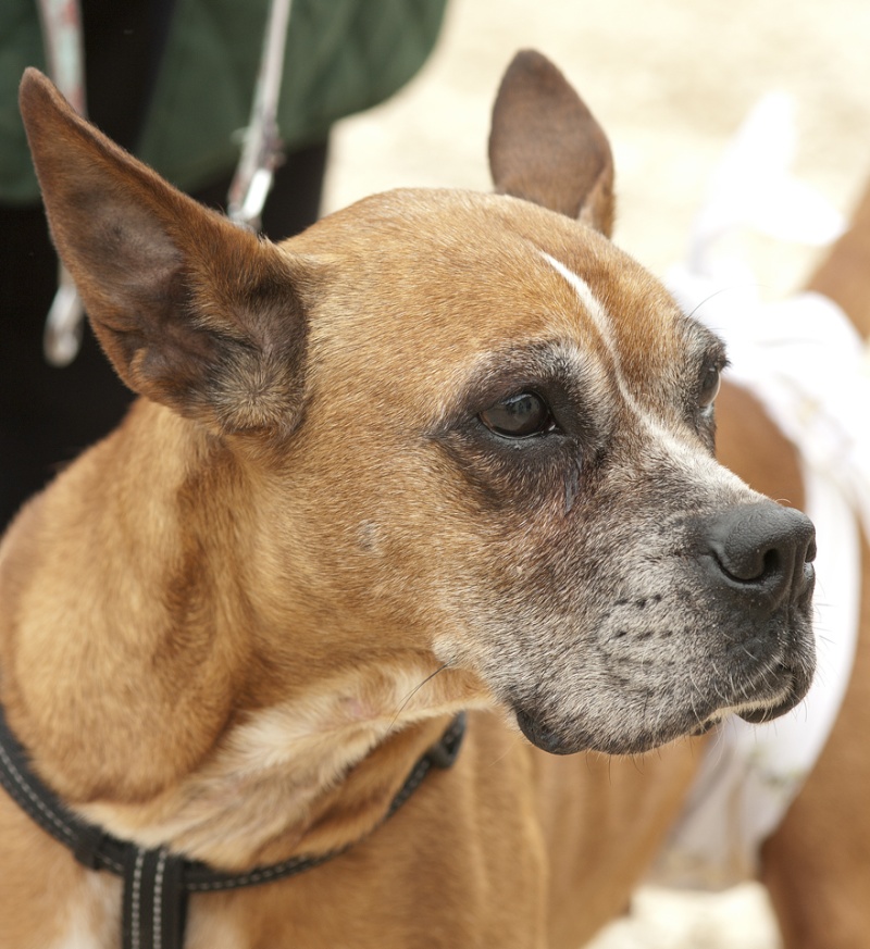 DARLING X BOXER FEMELLE 8 ANS REFUGE ETANG BLEU 55 VERDUN Grem1210