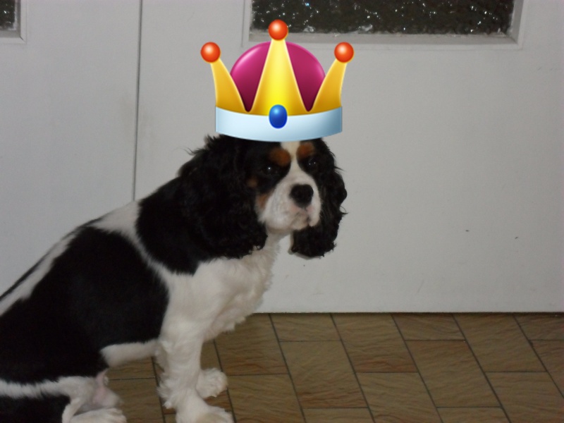 8 fermelles cavalier King Charles LOF - 55 Photo_24