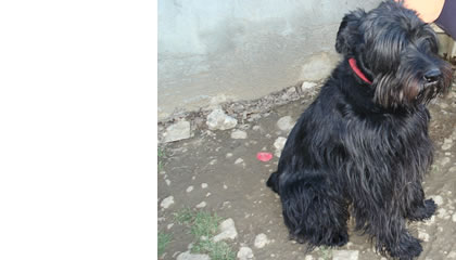 Roy, schnauzer moyen au refuge de Bellegarde Roy210