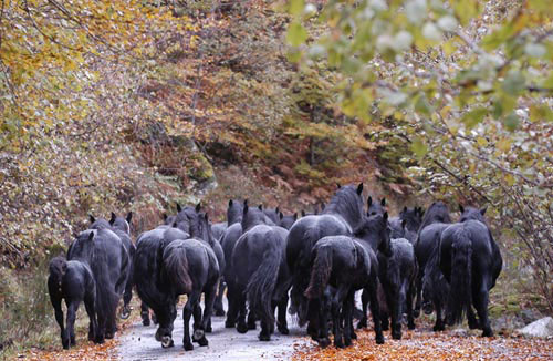 Cheval de Mérens Merens10