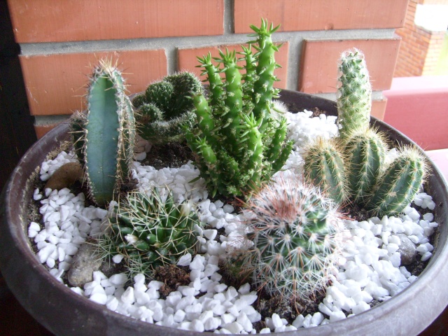 Kaktus S7301210