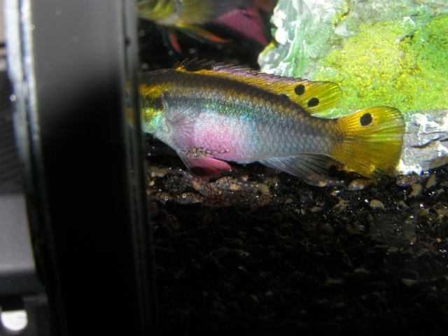 pelvicachromis taeniatus moliwe P3030014
