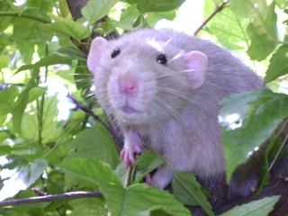 Mystik * OKR Icare : de beaux ratons dumbo! Pict5825