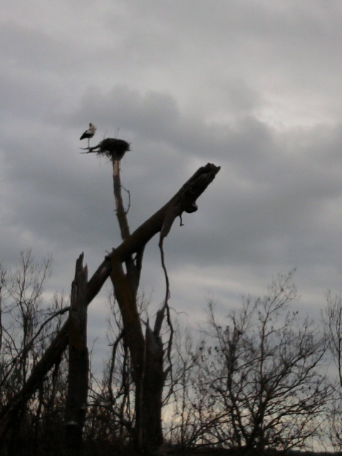 Sur les bords du Canal du Midi Photo-13