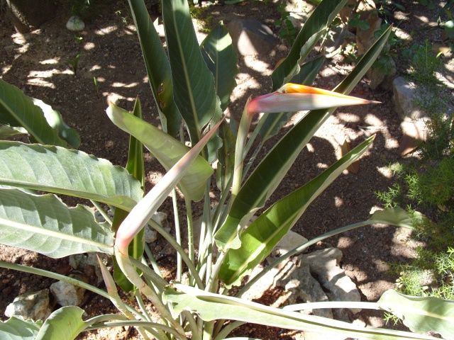 oiseau de paradis S1050047