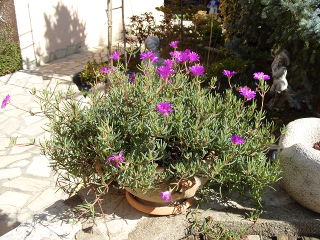 Saxifraga burseriana S1050215