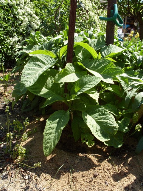 brugmansia S1050424