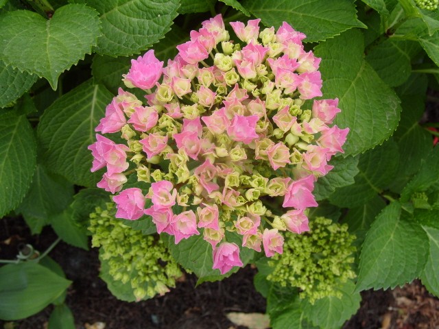 Hortensia des jardins S1050626