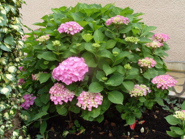 Hortensia des jardins S1050719