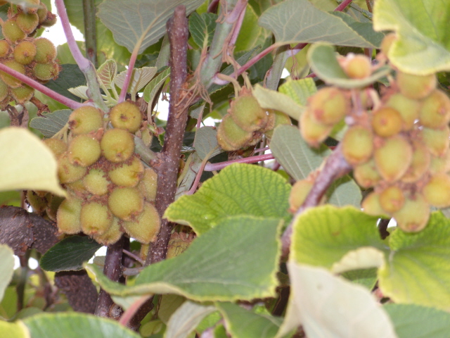 actinidia autofertile S1050861