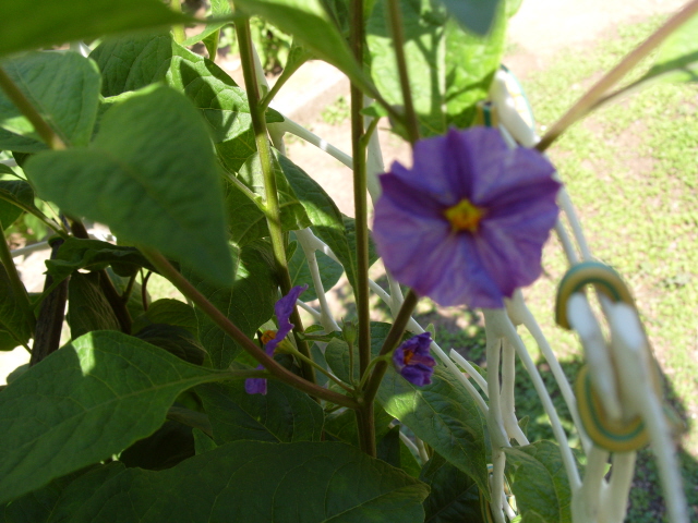 Solanum bleu S1050869