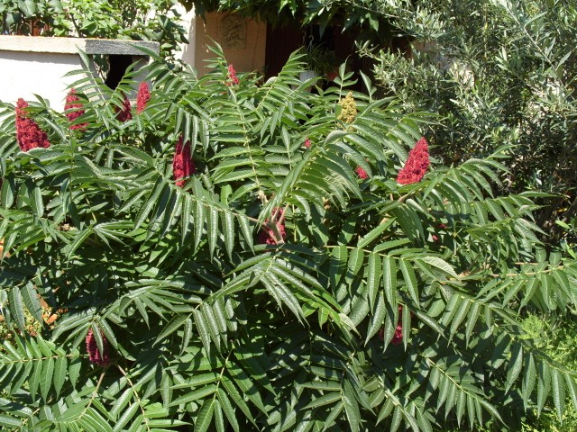 Sumac de Virginie - Page 2 S1050871