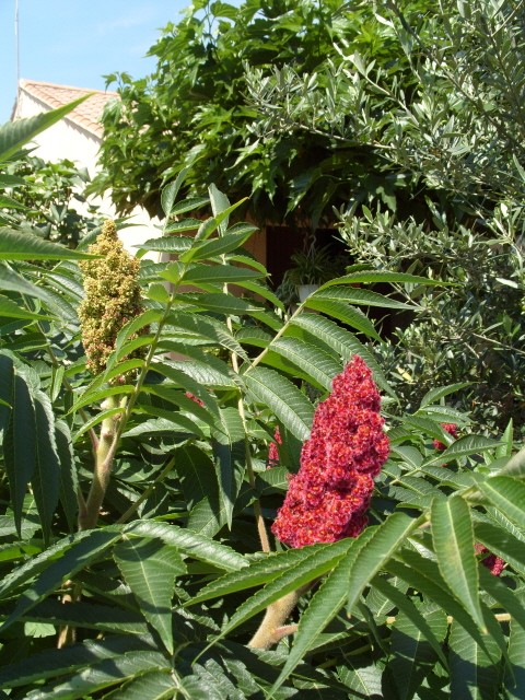 Sumac de Virginie - Page 2 S1050873