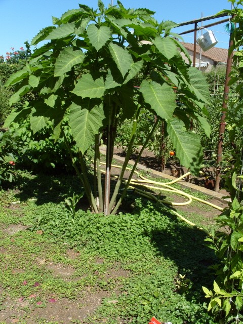 brugmansia S1051043