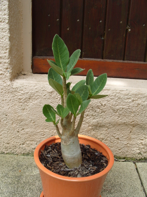 la culture et l'entretien de l'adenium (Rose du désert) - Page 3 S1051327