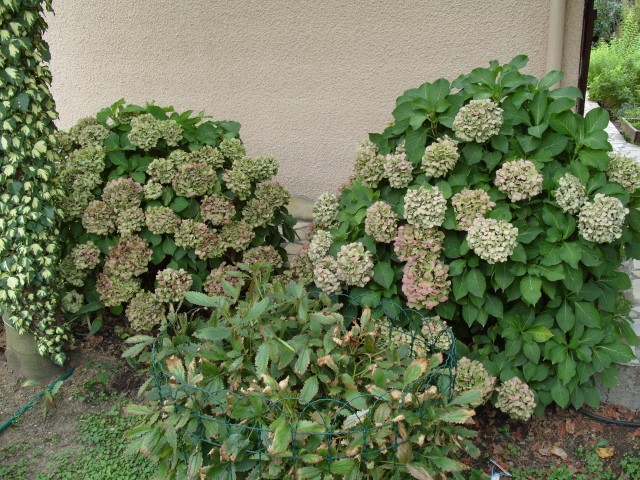 Hortensia des jardins S1051529