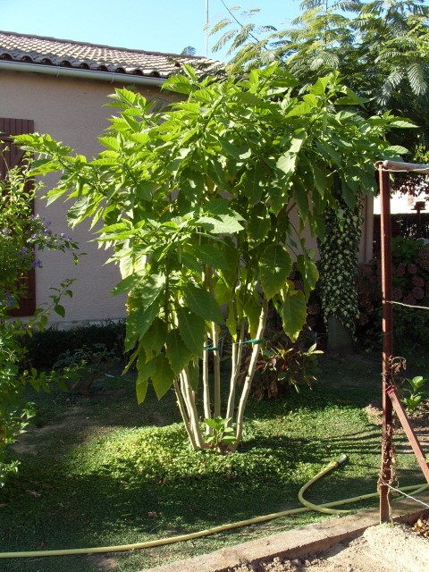 brugmansia S1051722