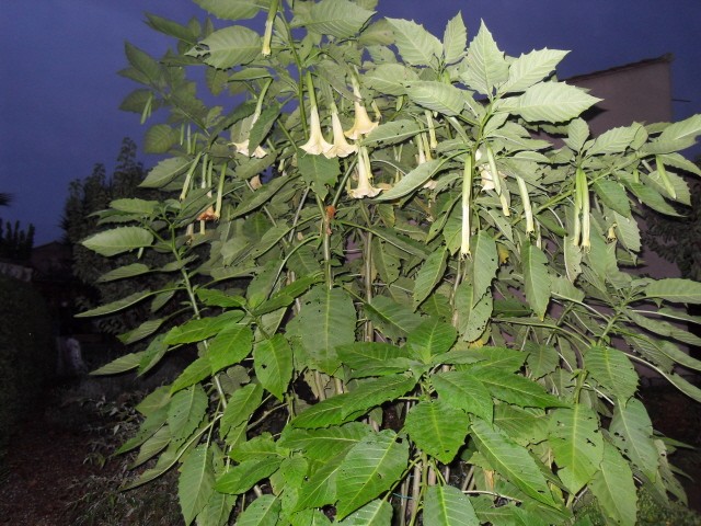 Les brugmansias Sdc10120