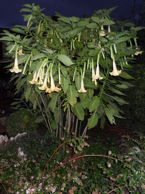 Les brugmansias Sdc10121