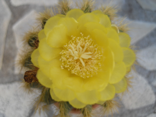 mes cactus en fleurs en 2011 - Page 10 Sdc11011