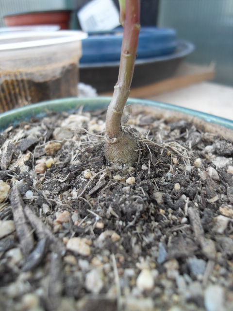 Talinum paniculatum Sdc11015