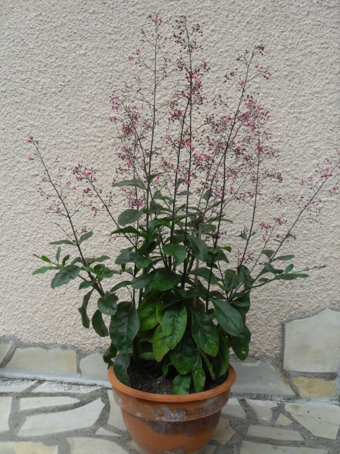 Talinum paniculatum Sdc11114