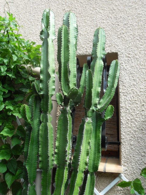 mes cactus en fleurs en 2011 - Page 10 Sdc11236