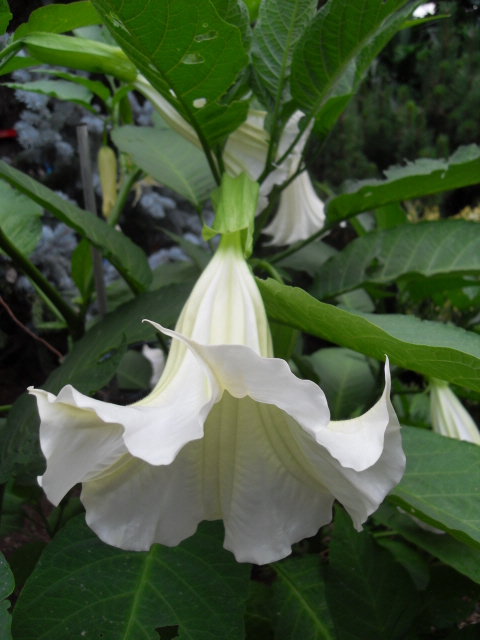 Les brugmansias Sdc11260