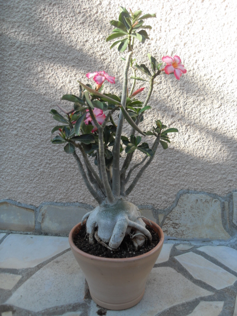 la culture et l'entretien de l'adenium (Rose du désert) - Page 3 Sdc11411